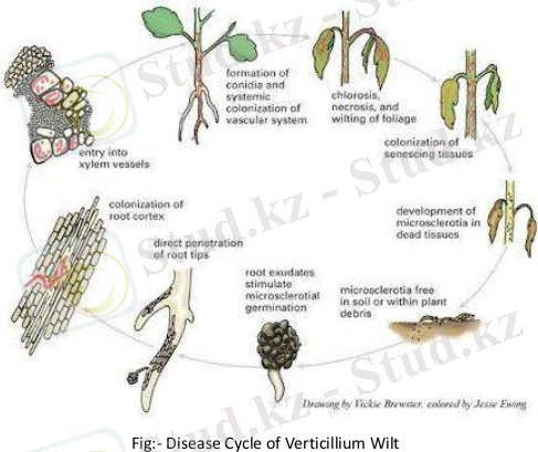 Fig:- Disease Cycle of Verticillium Wilt 