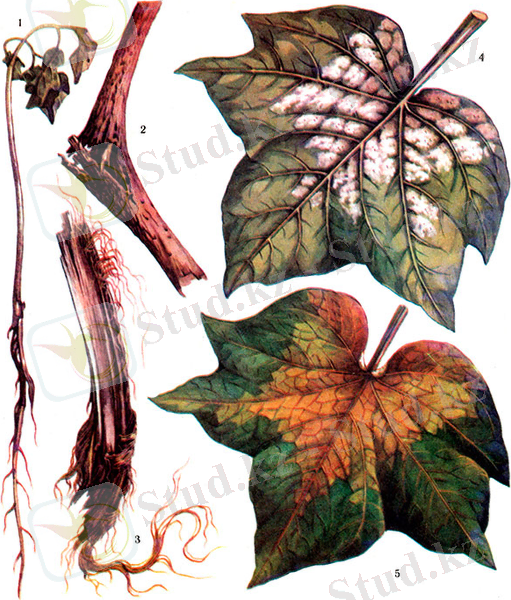 ÐÐ¾ÑÐ¾Ð¶ÐµÐµ Ð¸Ð·Ð¾Ð±ÑÐ°Ð¶ÐµÐ½Ð¸Ðµ