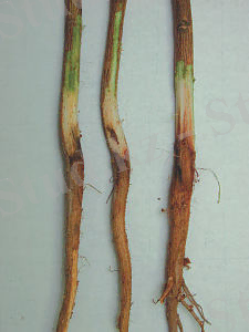 ÐÐ¾ÑÐ¾Ð¶ÐµÐµ Ð¸Ð·Ð¾Ð±ÑÐ°Ð¶ÐµÐ½Ð¸Ðµ