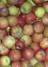 апорт звилийское.jpg