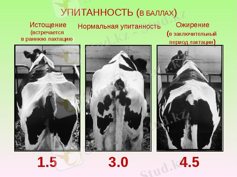ÐÐ°ÑÑÐ¸Ð½ÐºÐ¸ Ð¿Ð¾ Ð·Ð°Ð¿ÑÐ¾ÑÑ ÑÐ¿Ð¸ÑÐ°Ð½Ð½Ð¾ÑÑÑ ÐºÑÑ