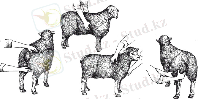 ÐÐ°ÑÑÐ¸Ð½ÐºÐ¸ Ð¿Ð¾ Ð·Ð°Ð¿ÑÐ¾ÑÑ ÑÐ¿Ð¸ÑÐ°Ð½Ð½Ð¾ÑÑÑ Ð¾Ð²ÐµÑ