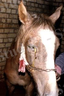 ÐÐ°ÑÑÐ¸Ð½ÐºÐ¸ Ð¿Ð¾ Ð·Ð°Ð¿ÑÐ¾ÑÑ ÑÐ°Ð¿Ð»Ð¾ÑÐ°Ð´ÐµÐ¹