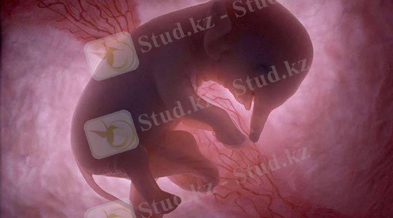 Image result for эмбрион животных