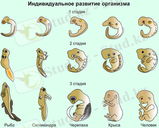 Image result for сравнение эмбрионов животных