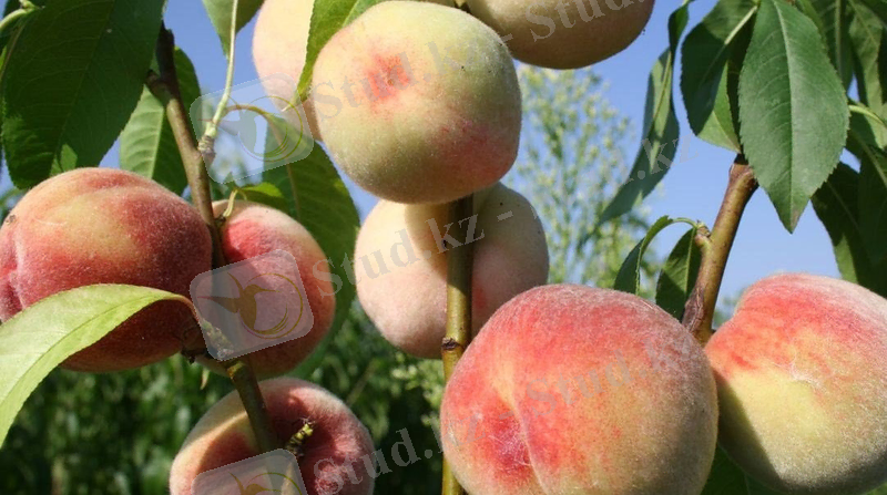 ÐÐ°ÑÑÐ¸Ð½ÐºÐ¸ Ð¿Ð¾ Ð·Ð°Ð¿ÑÐ¾ÑÑ ÐÐ¸ÐµÐ²ÑÐºÐ¸Ð¹ ÑÐ°Ð½Ð½Ð¸Ð¹