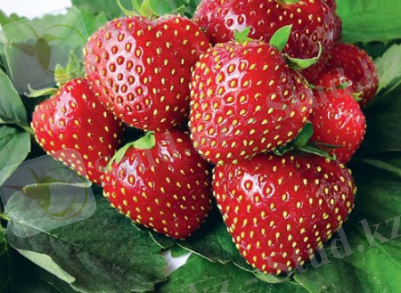 ÐÐ°ÑÑÐ¸Ð½ÐºÐ¸ Ð¿Ð¾ Ð·Ð°Ð¿ÑÐ¾ÑÑ ÐÐµÐ½Ð³Ð° â ÐÐµÐ½Ð³Ð°Ð½Ð°.