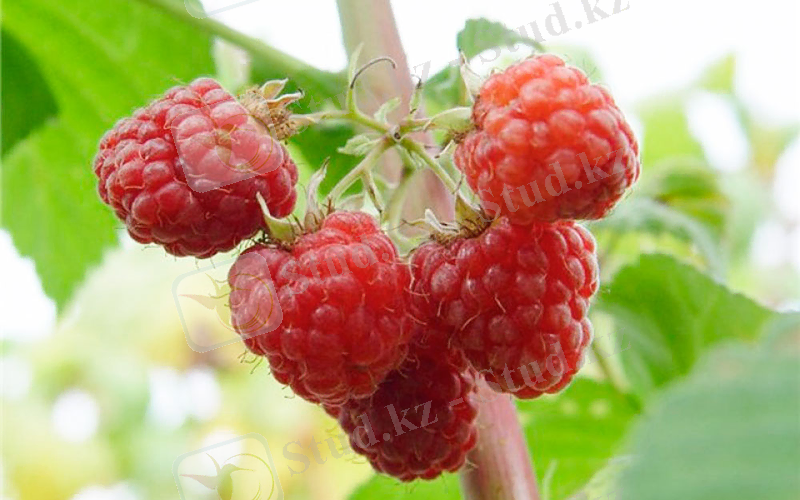 ÐÐ°ÑÑÐ¸Ð½ÐºÐ¸ Ð¿Ð¾ Ð·Ð°Ð¿ÑÐ¾ÑÑ ÐÐ¾Ð²Ð¾ÐºÐ¸ÑÐ°ÐµÐ²ÑÐºÐ°Ñ