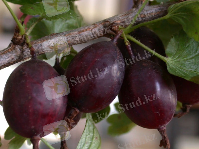 ÐÐ°ÑÑÐ¸Ð½ÐºÐ¸ Ð¿Ð¾ Ð·Ð°Ð¿ÑÐ¾ÑÑ ÐºÑÑÐ¶Ð¾Ð²Ð½Ð¸Ðº Ð¼ÑÑÐ¾Ð²ÑÐºÐ¸Ð¹