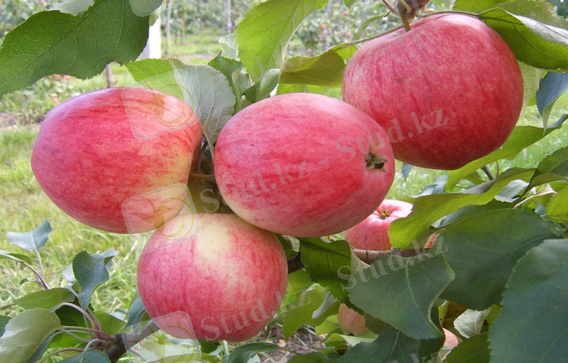 ÐÐ°ÑÑÐ¸Ð½ÐºÐ¸ Ð¿Ð¾ Ð·Ð°Ð¿ÑÐ¾ÑÑ ÐÐµÐ»Ð±Ð°