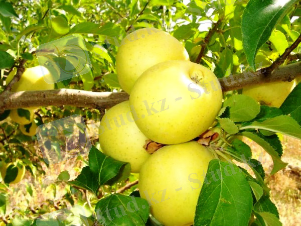 ÐÐ°ÑÑÐ¸Ð½ÐºÐ¸ Ð¿Ð¾ Ð·Ð°Ð¿ÑÐ¾ÑÑ ÐÐ¾Ð»Ð´ÐµÐ½ Ð´ÐµÐ»Ð¸ÑÐµÑ