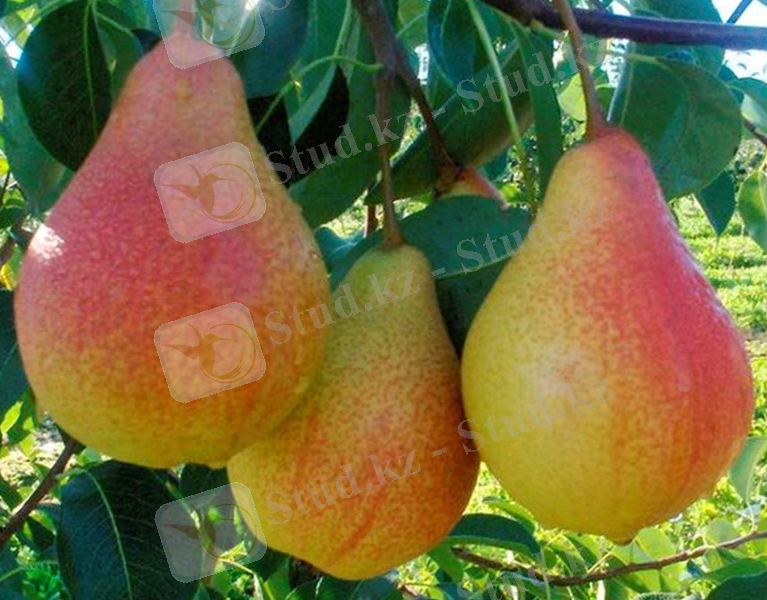 ÐÐ°ÑÑÐ¸Ð½ÐºÐ¸ Ð¿Ð¾ Ð·Ð°Ð¿ÑÐ¾ÑÑ ÐÑÐ±Ð¸Ð¼Ð¸ÑÐ° ÐÐ»Ð°Ð¿Ð¿Ð°