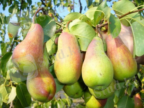 ÐÐ°ÑÑÐ¸Ð½ÐºÐ¸ Ð¿Ð¾ Ð·Ð°Ð¿ÑÐ¾ÑÑ ÐÐµÑÐ½Ð°Ñ ÐºÑÐ°ÑÐ°Ð²Ð¸ÑÐ°