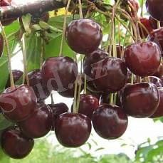 ÐÐ°ÑÑÐ¸Ð½ÐºÐ¸ Ð¿Ð¾ Ð·Ð°Ð¿ÑÐ¾ÑÑ Ð¨Ð¿Ð°Ð½ÐºÐ° ÐºÑÑÐ¿Ð½Ð°Ñ