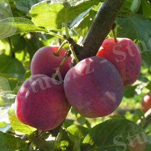 ÐÐ°ÑÑÐ¸Ð½ÐºÐ¸ Ð¿Ð¾ Ð·Ð°Ð¿ÑÐ¾ÑÑ Ð­Ð´Ð¸Ð½Ð±ÑÑÐ³ÑÐºÐ°Ñ