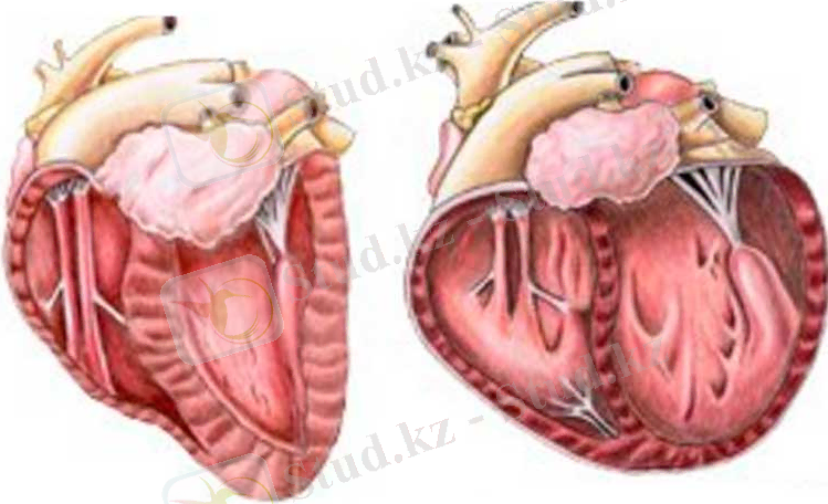 ÐÐ°ÑÑÐ¸Ð½ÐºÐ¸ Ð¿Ð¾ Ð·Ð°Ð¿ÑÐ¾ÑÑ Ð Ð°ÑÑÐ¸ÑÐµÐ½Ð¸Ðµ ÑÐµÑÐ´ÑÐ° Ð¶Ð¸Ð²Ð¾ÑÐ½ÑÑ