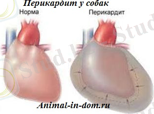 ÐÐ°ÑÑÐ¸Ð½ÐºÐ¸ Ð¿Ð¾ Ð·Ð°Ð¿ÑÐ¾ÑÑ ÐÐµÑÐ¸ÐºÐ°ÑÐ´Ð¸Ñ Ð¶Ð¸Ð²Ð¾ÑÐ½ÑÑ