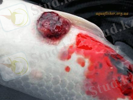 ÐÐ°ÑÑÐ¸Ð½ÐºÐ¸ Ð¿Ð¾ Ð·Ð°Ð¿ÑÐ¾ÑÑ ÑÑÐ°Ð²Ð¼Ñ ÑÑÐ±