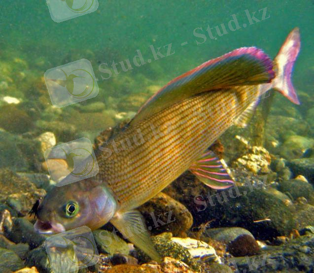 ÐÐ¾ÑÐ¾Ð¶ÐµÐµ Ð¸Ð·Ð¾Ð±ÑÐ°Ð¶ÐµÐ½Ð¸Ðµ