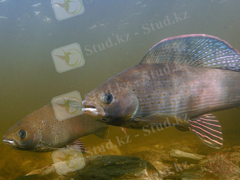 ÐÐ¾ÑÐ¾Ð¶ÐµÐµ Ð¸Ð·Ð¾Ð±ÑÐ°Ð¶ÐµÐ½Ð¸Ðµ