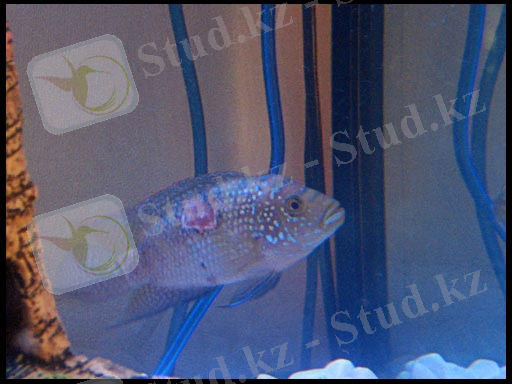 Ð»ÐµÑÐµÐ½Ð¸Ðµ ÑÑÐ±