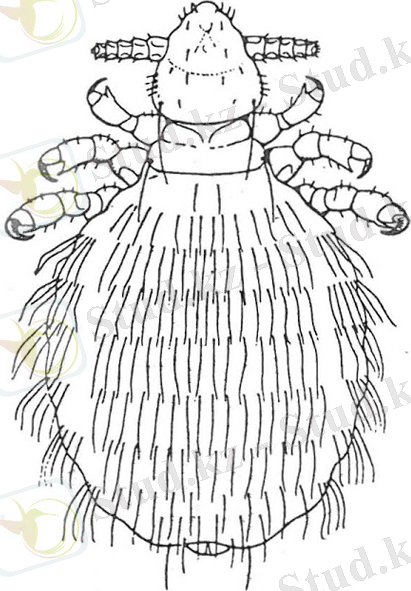 ÐÐ°ÑÑÐ¸Ð½ÐºÐ¸ Ð¿Ð¾ Ð·Ð°Ð¿ÑÐ¾ÑÑ Haemodipsus ventricosus