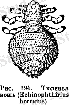 Отряд Вши (Anoplura)