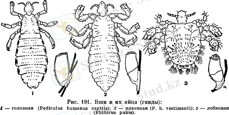 Отряд Вши (Anoplura)