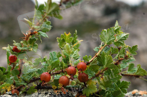ÐÐ°ÑÑÐ¸Ð½ÐºÐ¸ Ð¿Ð¾ Ð·Ð°Ð¿ÑÐ¾ÑÑ ÑÒ±ÑÐ°Ð»Ð°