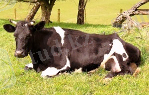 Симптомы послеродовой болезни коров