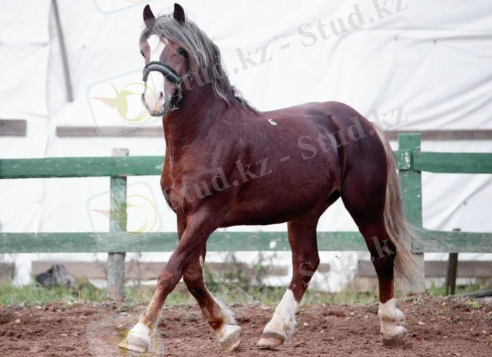 Жаяу платформада жылқы