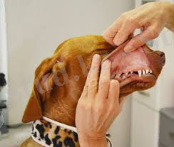 Картинки по запросу осмотр животных