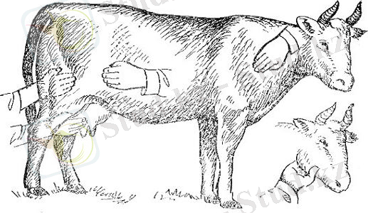 Картинки по запросу пальпация животных