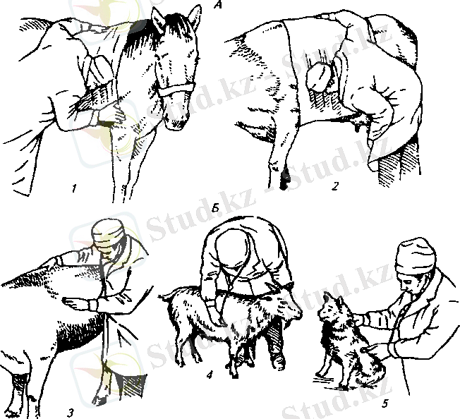 Картинки по запросу аускультация животных