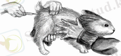 Картинки по запросу термометрия животных