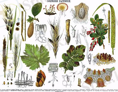 Картинки по запросу өсімдік аурулары