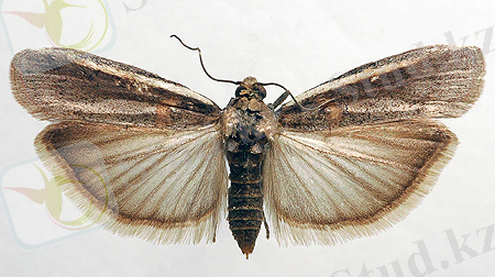 Картинки по запросу Etiella zinckenella