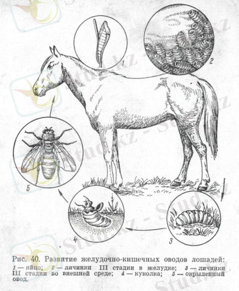 1369121134_razvitie-zheludochno-kishechnyh-ovodov-loshadej-48.jpg