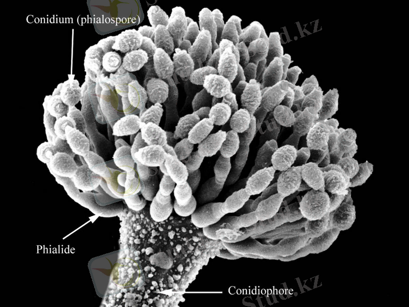 picture_of_the_day_aspergillus_1.jpg