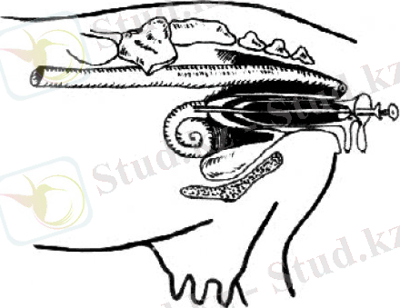Визоцервикальный способ осеменения