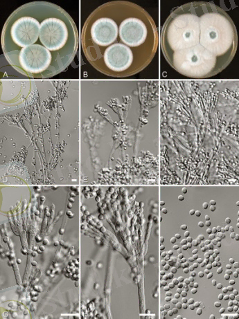 https://www.researchgate.net/profile/Jos_Houbraken/publication/225281170/figure/download/fig3/AS:202979463438348@1425405483870/Penicillium-rubens-NRRL-792-A-C-Colonies-7-d-old-25-C-A-CYA-B-MEA-C-YES-D-H.png