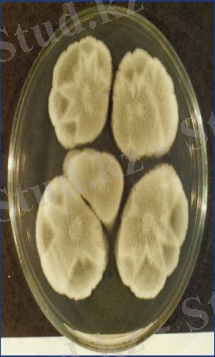 "Penicillium purpurogenum" on potato dextrose agar