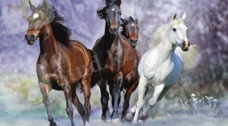 C:\Users\Амирхан\Desktop\Новая папка (3)\Downloads\photo.jpg