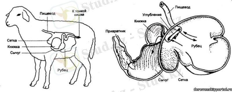 пищеварение овец