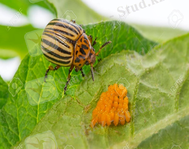 The Colorado Potato Beetle (Leptinotarsa Decemlineata) - Pest ... 