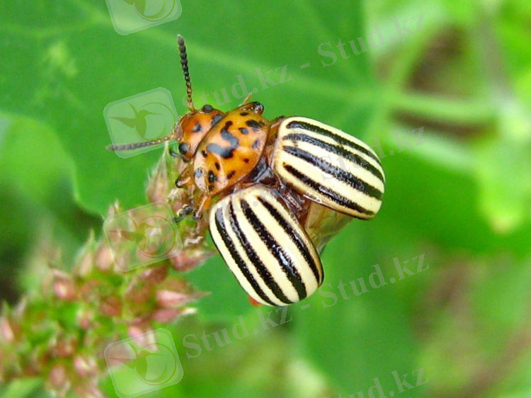 Image - Leptinotarsa decemlineata (Colorado Potato Beetle) | BioLib.cz