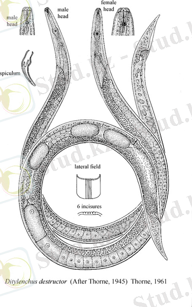 Картинки по запросу "Ditylenchus destructor"