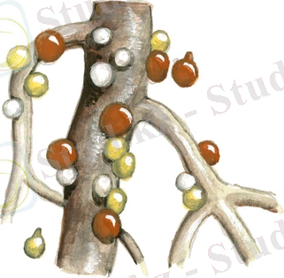 Картинки по запросу "Heterodera rostochiensis"