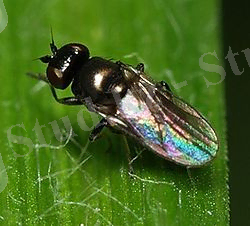 Похожее изображение