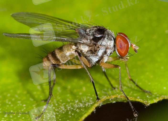 Картинки по запросу Anthomyiidae